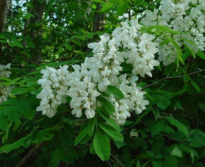 Акация белая - Robinia pseudoacacia