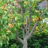 Абрикос (Apricot tree, Prunus armeniaca)