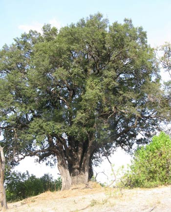 Где растет эбеновое дерево