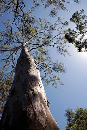 Эвкалипт (Eucalyptus)