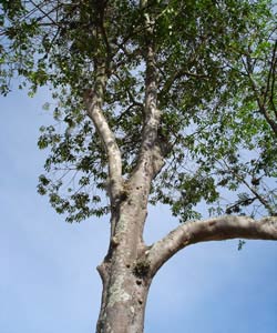 Гуатамбу (жёлтое дерево) Balfourodendron riedelianum