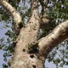 Гуатамбу (жёлтое дерево) Balfourodendron riedelianum