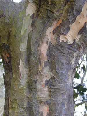 Железное дерево (парротия персидская)