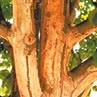 Железное дерево (парротия персидская)