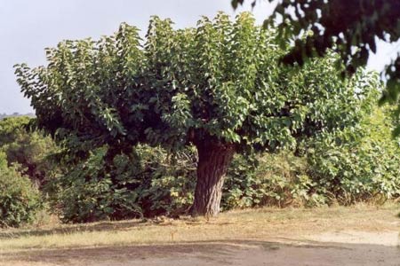 Шелковица (тутовое дерево)