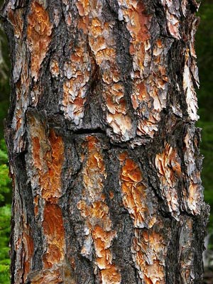 Сосна сибирская кедровая (Pinus sibirica)