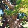 Сосна сибирская кедровая (Pinus sibirica)