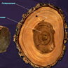 Физико-химические свойства древесины