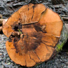 Природная стойкость древесины