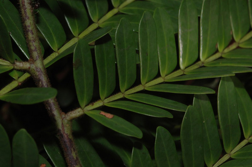 Зебрано (Microberlinia brazzavillensis)