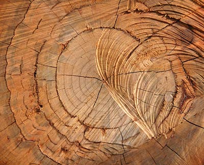 Макроскопическое строение древесины