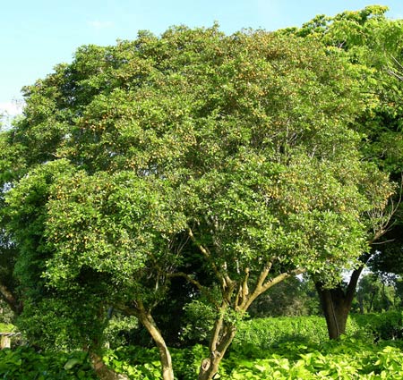 Бакаут (гаваяковое дерево)