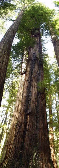 Секвойя (Sequoia sempervirens)