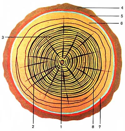 Макроскопическое строение древесины
