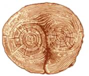 Пороки древесины. Двойная сердцевина в стволе сосны