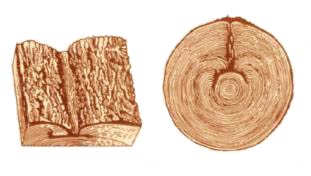 Пороки древесины. Разновидности прорости