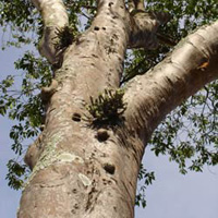 Гуатамбу (жёлтое дерево)