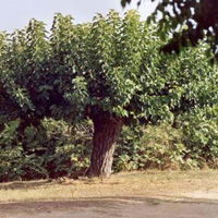 Шелковица (тутовое дерево)